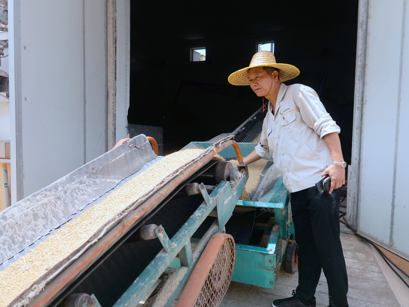 /QJ_700527295712.jpg 工作人員卸糧入庫(kù)(拍攝:覃燕).jpg