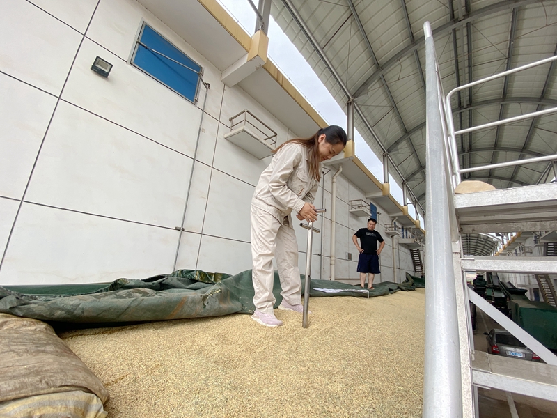 /QJ_700528968705.jpg 扦樣查看稻谷質(zhì)量(攝影:陳玲玲).jpg